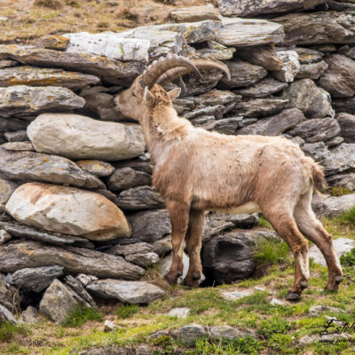 Bouquetin des Alpes_lèche sel