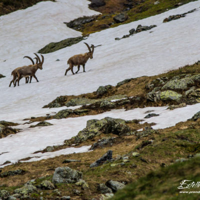 Bouquetin des Alpes