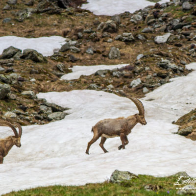 Bouquetin des Alpes