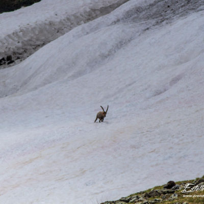 Bouquetin des Alpes