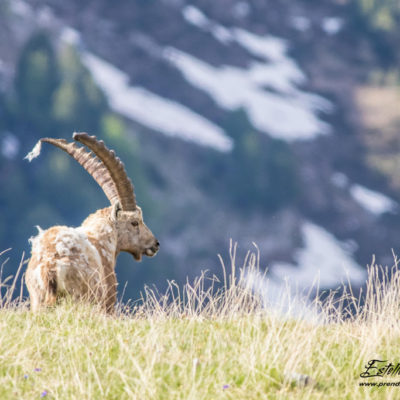 Bouquetin des Alpes et paysage montagne