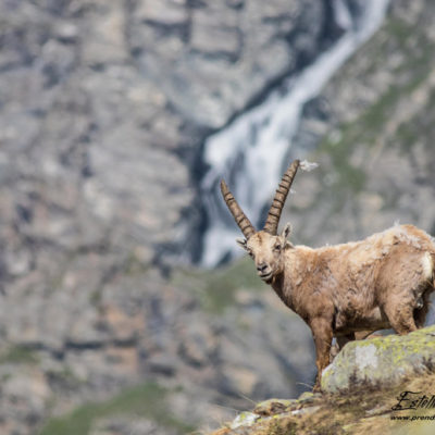 Bouquetin des Alpes et paysage montagne