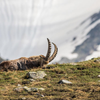 Bouquetin des Alpes_Sieste