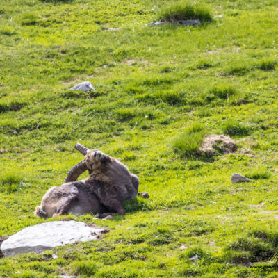 Bouquetin des Alpes_sieste