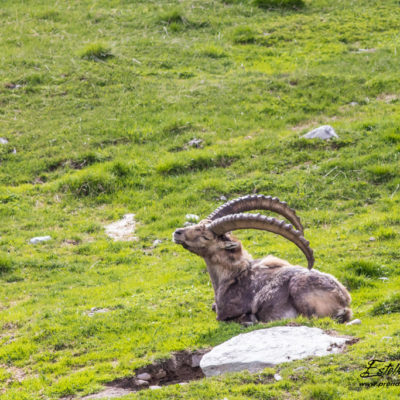 Bouquetin des Alpes_sieste