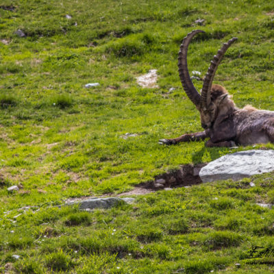 Bouquetin des Alpes_sieste