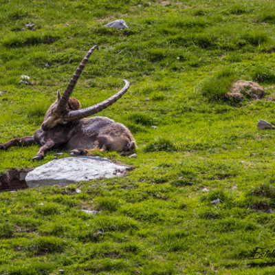 Bouquetin des Alpes_sieste