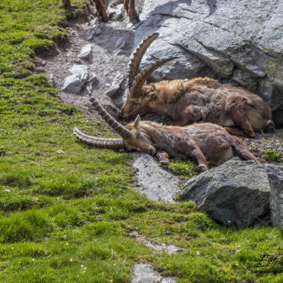 Bouquetin des Alpes_sieste