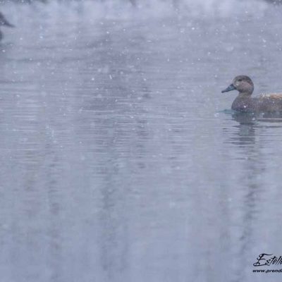 Canard chipeau