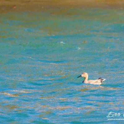 Canard chipeau_Mâle_La Roche de Glun