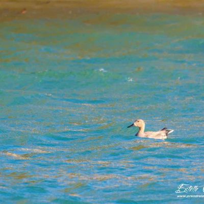 Canard chipeau_Mâle_La Roche de Glun