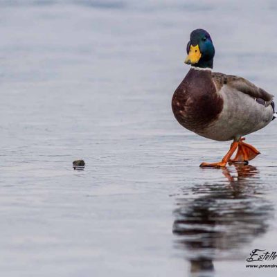 Canard colvert