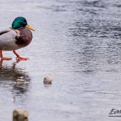 Canard colvert