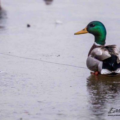 Canard colvert