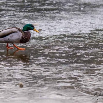 Canard colvert