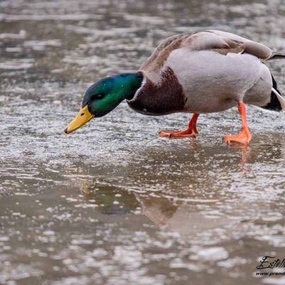 Canard colvert