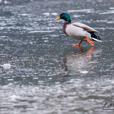 Canard colvert