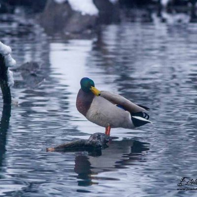 Canard colvert