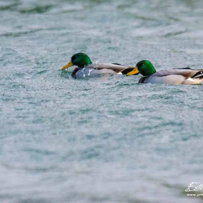 Canard colvert_Mâle_La Roche de Glun