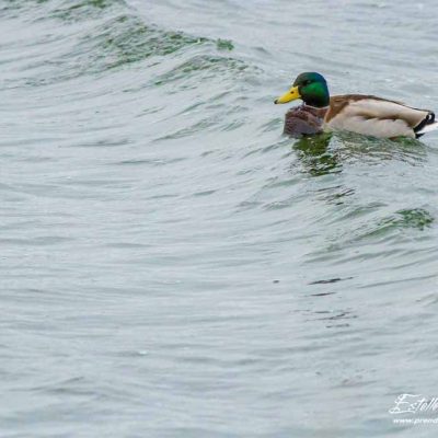 Canard colvert_Mâle_Marquenterre