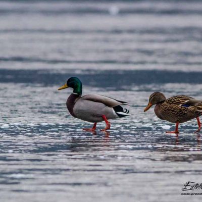 Canard colvert