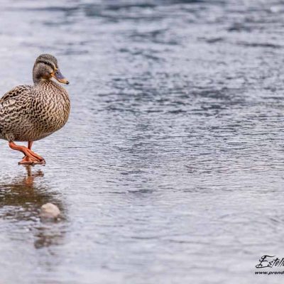 Canard colvert