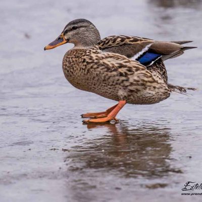 Canard colvert