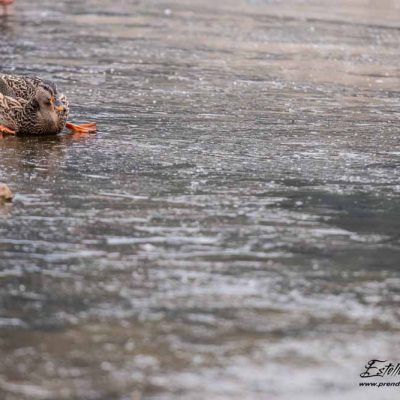 Canard colvert