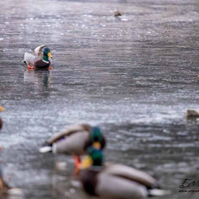 Canard colvert