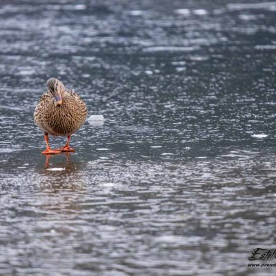 Canard colvert