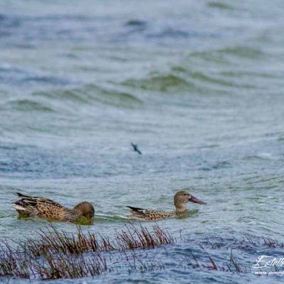 Canard souchet_Femelle_Marquenterre