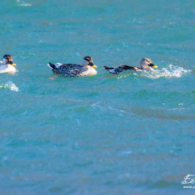 Canard à bec tacheté_La Roche de Glun