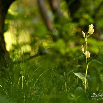 Céphalanthère à grandes fleurs (Cephalanthera damasomium)