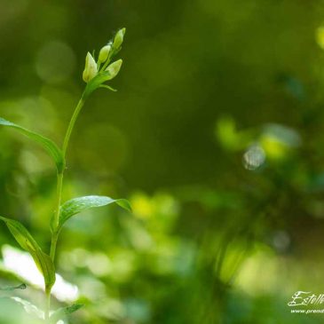 Crussol : le gros de la troupe fleurit en mai ! Partie 1 : les orchidées de sous-bois