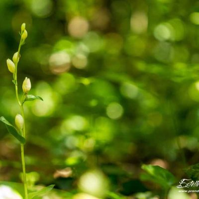 Céphalanthère à grandes fleurs (Cephalanthera damasomium)