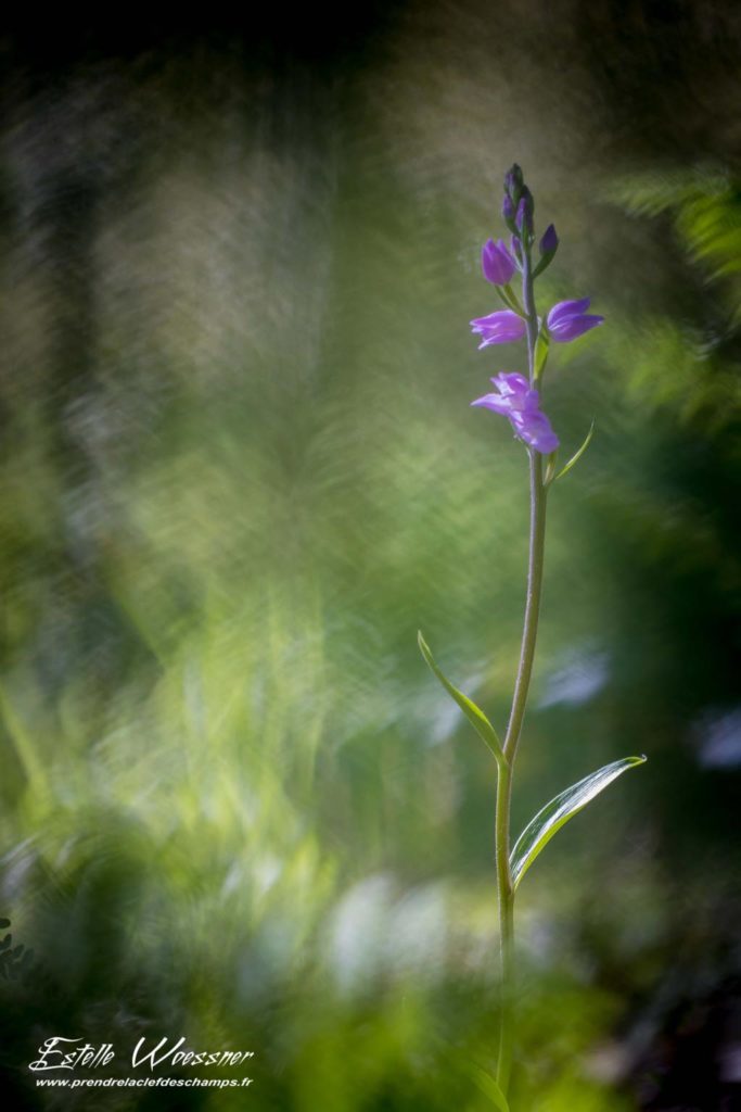 Cephalanthera rubra, Céphalanthère rouge