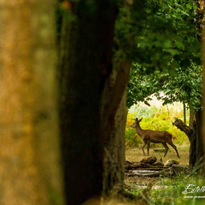 Biche