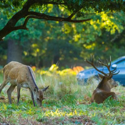 Cerf élaphe et voiture