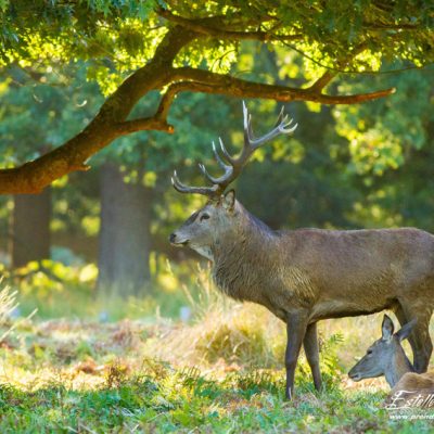 Cerf élaphe avec harem