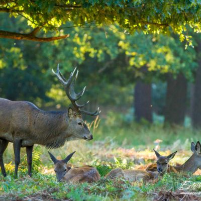 Cerf élaphe avec harem