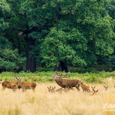 Cerf élaphe avec harem