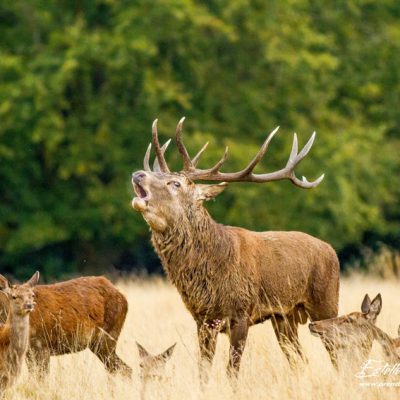 Cerf élaphe avec harem