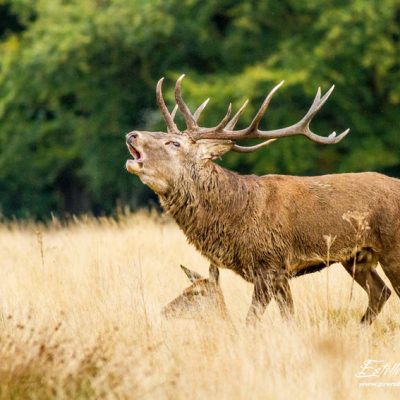 Cerf élaphe avec harem