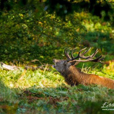 Cerf élaphe brame