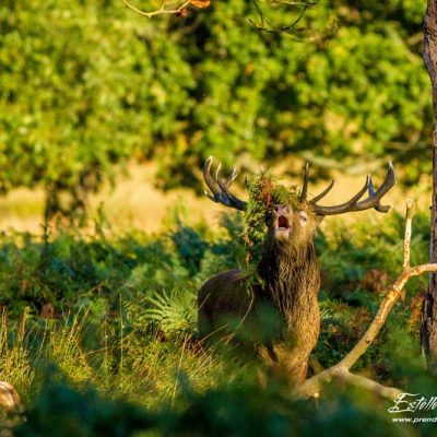 Cerf élaphe brame