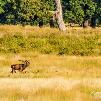 Cerf élaphe avec harem