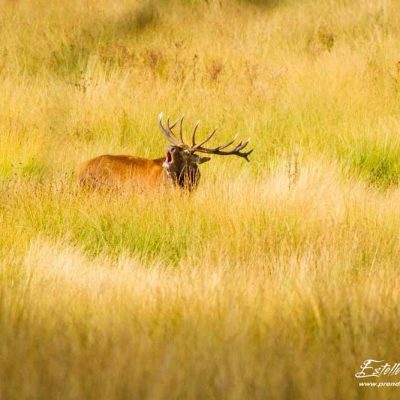 Cerf élaphe brame