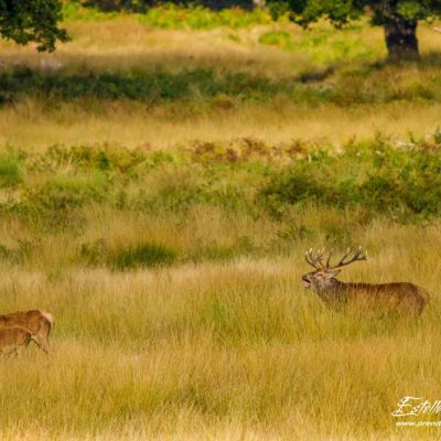 Cerf élaphe avec harem