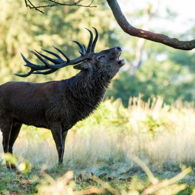 Cerf élaphe et photographe