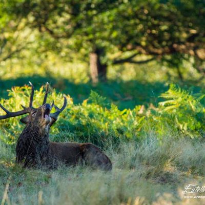 Cerf élaphe brame